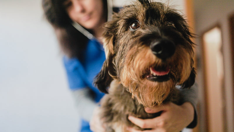 Pet Care Shouldn't Cost More Than Your Paycheck